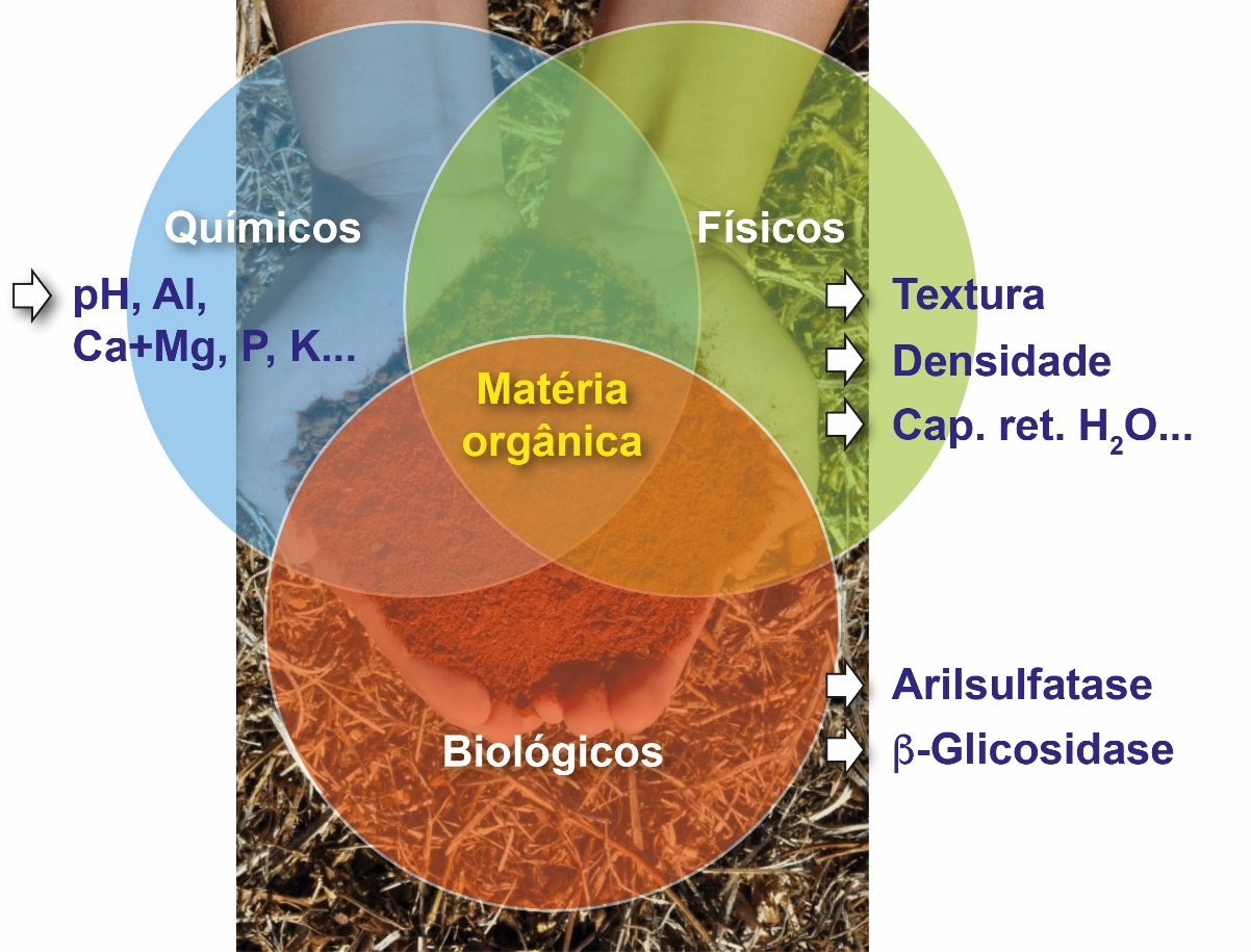 foto de um punhado de terra onde são diferenciados diferentes elementos químicos, físicos e biológicos do solo